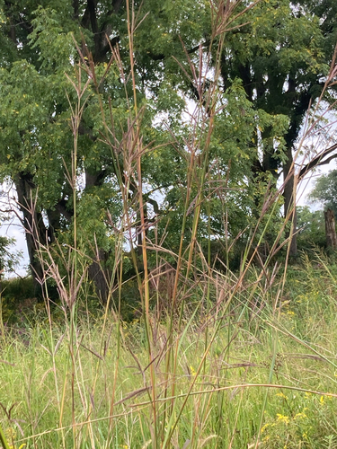 big bluestem