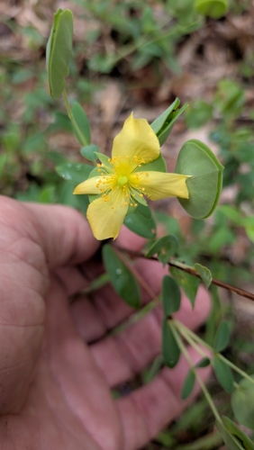 Hypericum crux-andreae, photograph 4