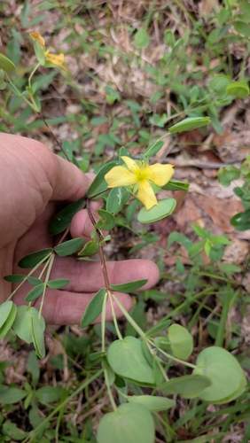 Hypericum crux-andreae, photograph 5