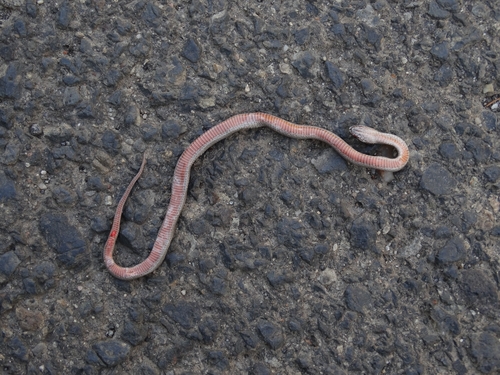 Smooth Snake