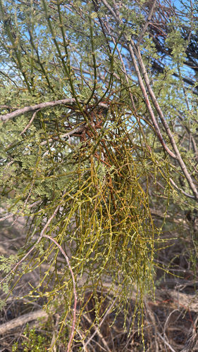 Mesquite Mistletoe