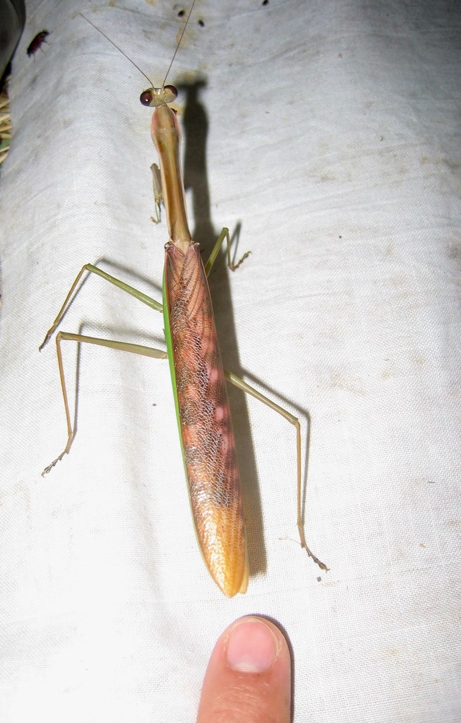 Tenospilota