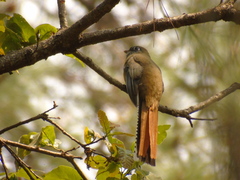 Trogon mexicanus