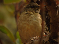 Turdus assimilis