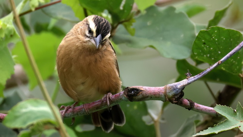iNaturalist image