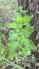 Teucrium cubense