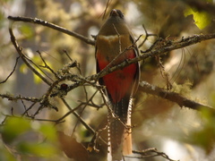 Trogon mexicanus