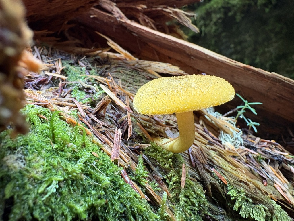 Decorated Mop · September 2026 · photo: Photo: (c) sylbobaggins, some rights reserved (CC BY) · iNaturalist