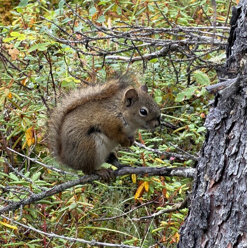 American Red Squirrel