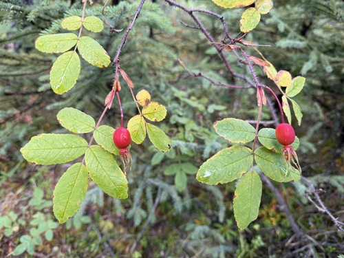 Prickly Wild Rose