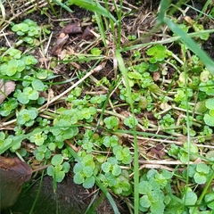 Chrysosplenium oppositifolium, photograph (c) considerthelilies, some rights reserved (CC BY)