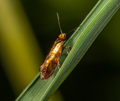 Micropterix tunbergella
