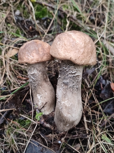 Slate Bolete