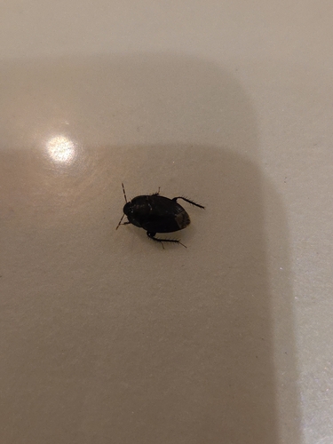 Macroscytus brunneus