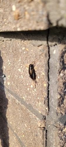 Fall Field Cricket