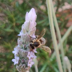 Apis mellifera