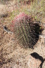 Ferocactus gracilis