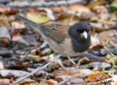 Junco hyemalis