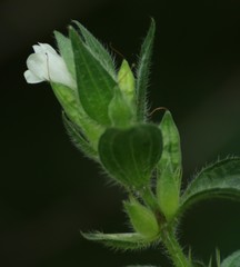 Asystasia mysorensis - Photo (c) Shiwalee Samant, algunos derechos reservados (CC BY-NC), subido por Shiwalee Samant
