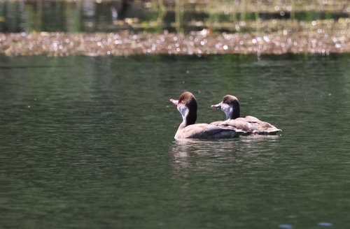 iNaturalist image