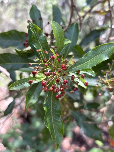 Dodonaea viscosa observed 2026-09-03