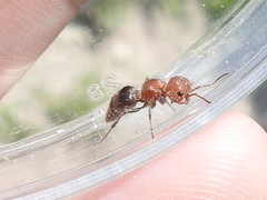 Myrmilloides grandiceps