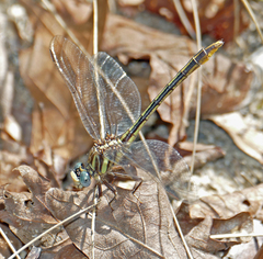 Phanogomphus minutus