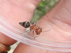 Myrmilloides grandiceps