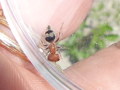 Myrmilloides grandiceps