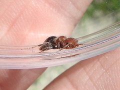 Myrmilloides grandiceps