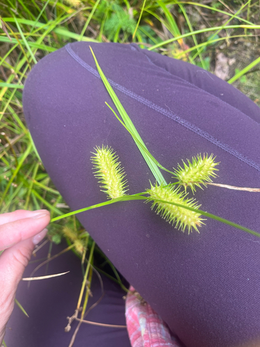 sallow sedge