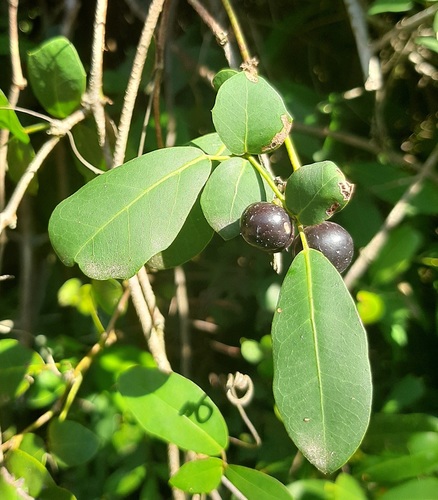 Coastal Grape (Rhoicissus sessilifolia) · iNaturalist