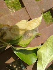 Yponomeuta malinellus