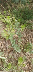 Chromolaena hirsuta