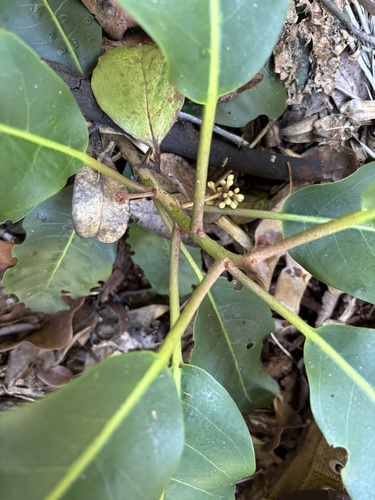 Pisonia sandwicensis observed 2026-09-03