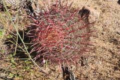 Ferocactus gracilis
