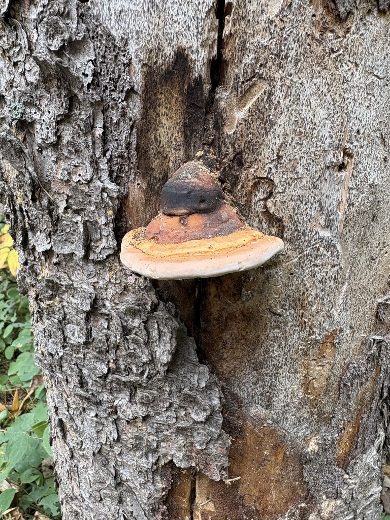 Northern Red Belt · September 2026 · photo: Photo: (c) allan5519, some rights reserved (CC BY) · iNaturalist