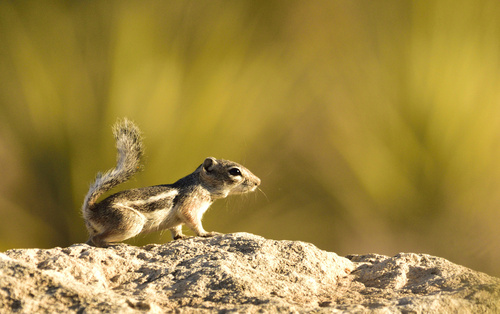 Texas Antelope Squirrel