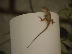 Anolis quercorum
