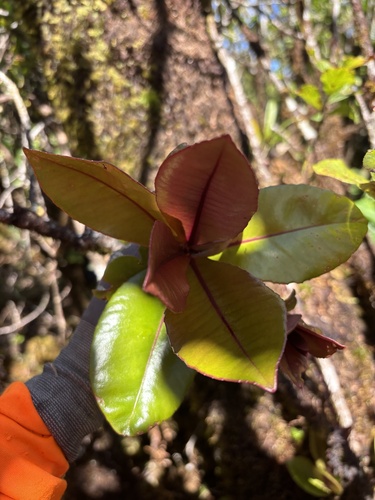 Myrsine wawraea observed 2026-08-25