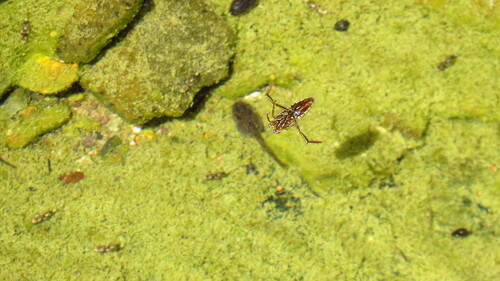 Notonecta lobata