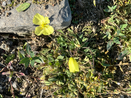 Arctic Poppy