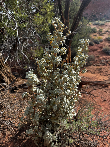 Shepherdia rotundifolia, photograph 4