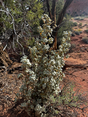 Shepherdia rotundifolia, photograph (c) Parker James Lloyd, some rights reserved (CC BY)