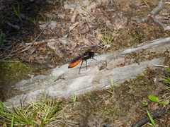Elaphroptera scoliaeformis