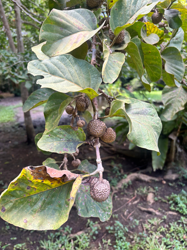 Canary Cheesewood