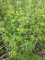 Cruciata glabra krylovii