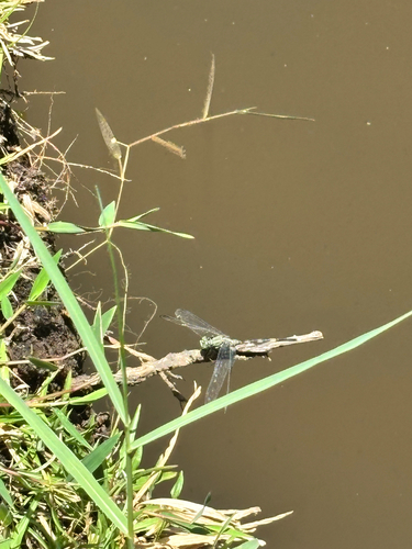 Slender Skimmer