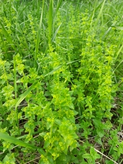 Cruciata glabra krylovii