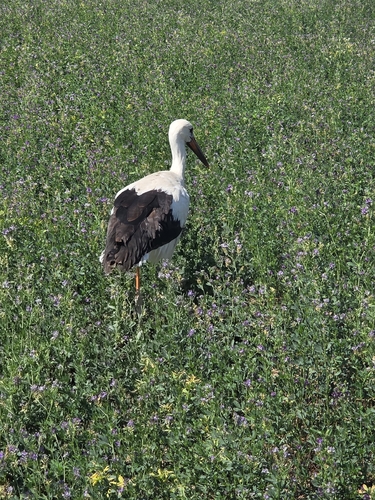 White Stork